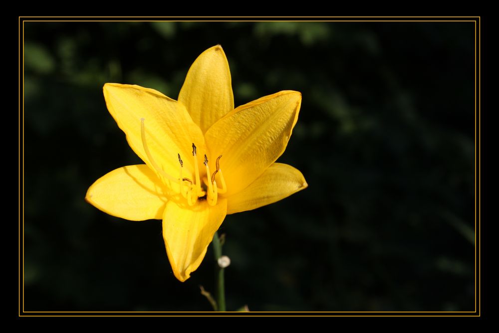 Yellow lilium