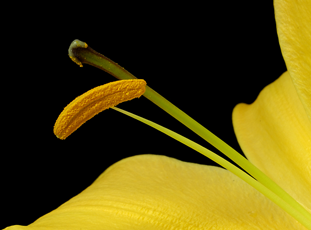 Yellow Lilium