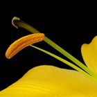 Yellow Lilium