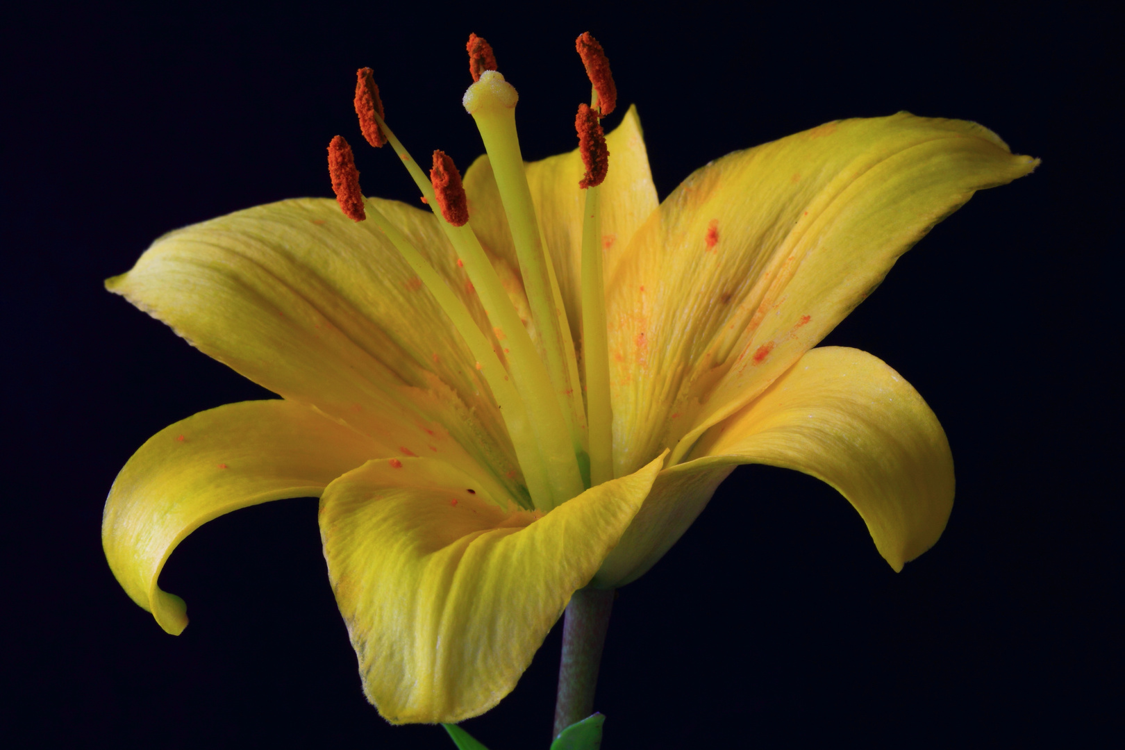 Yellow lilly