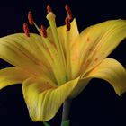 Yellow lilly