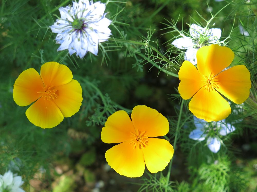 Yellow Little Flowers