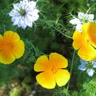 Yellow Little Flowers