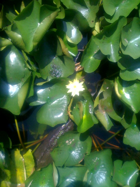 Yellow Lotus in Dal Lake