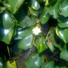 Yellow Lotus in Dal Lake