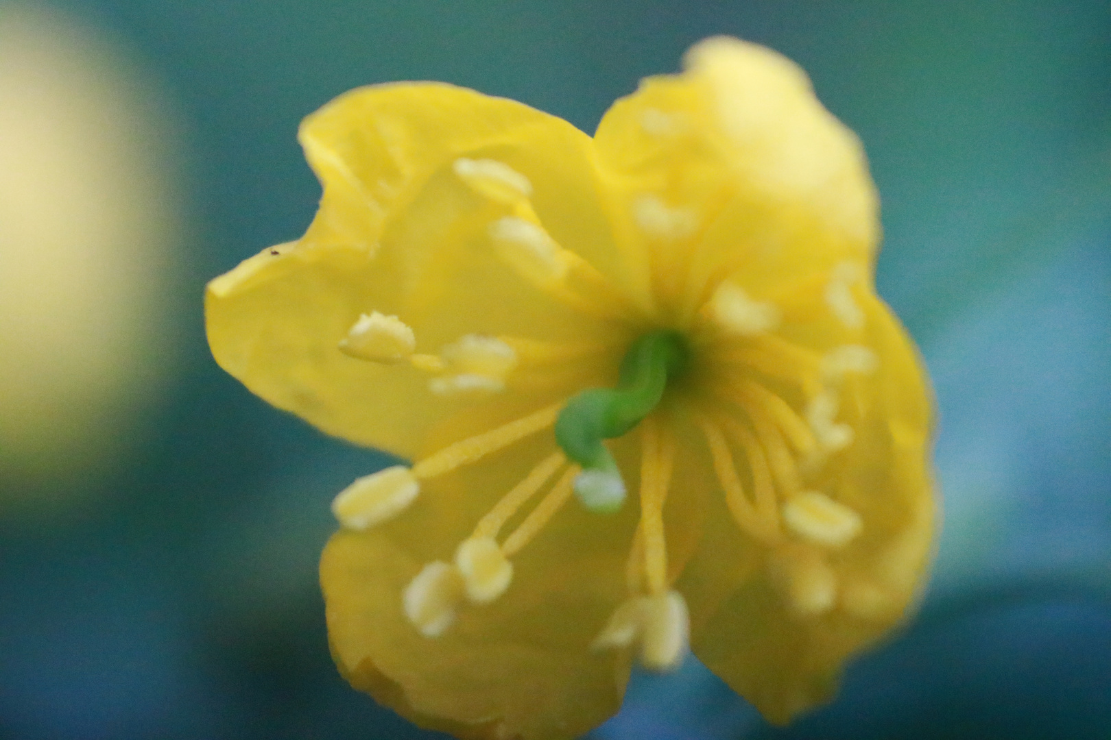 Yellow macro...