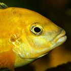 Yellow Malawi - Labidochromis species yellow I