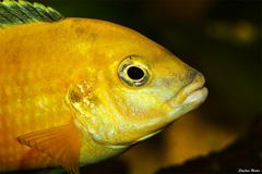 Yellow Malawi - Labidochromis species yellow I