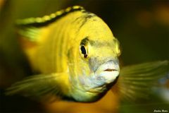 Yellow Malawi - Labidochromis species yellow II