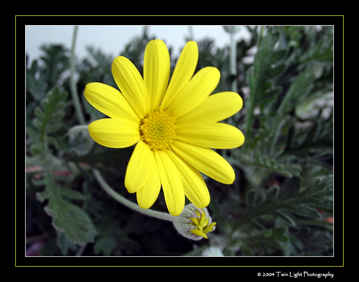 YELLOW-MARGUERITE