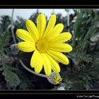 YELLOW-MARGUERITE