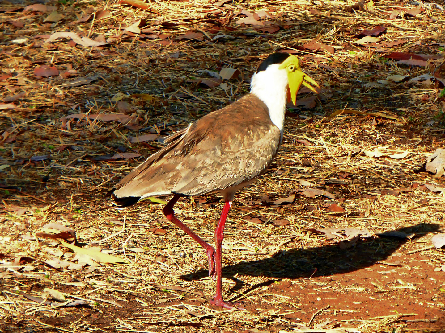 Yellow Masked Lapwing (Maskenkiebitz)