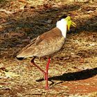 Yellow Masked Lapwing (Maskenkiebitz)