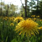 Yellow Meadow