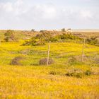 Yellow Meadow