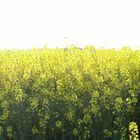 yellow, mellow field