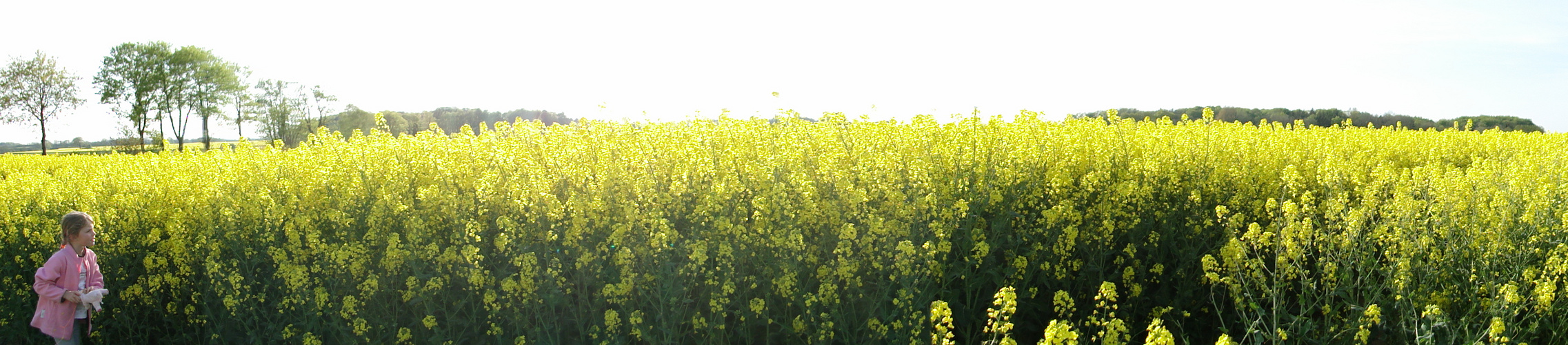 yellow, mellow field