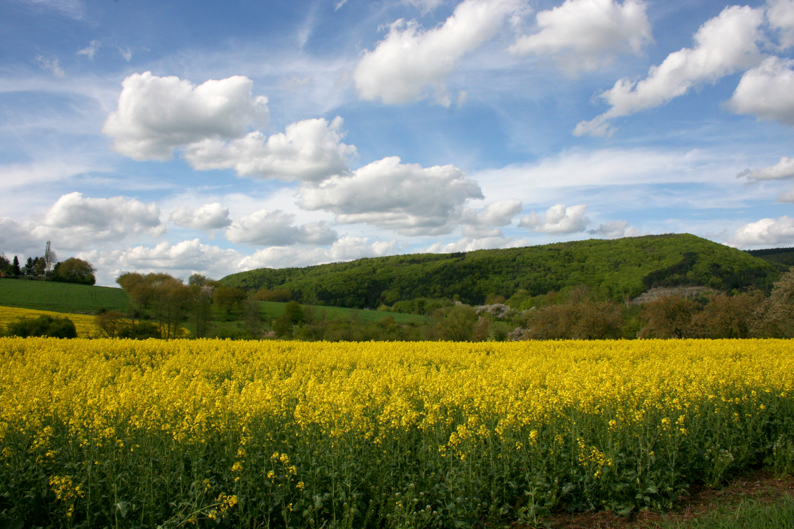 Yellow Miss Sunshine...