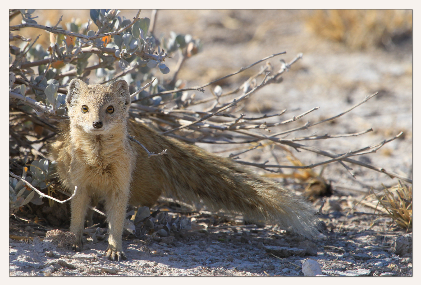 Yellow Mongoose