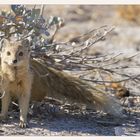 Yellow Mongoose