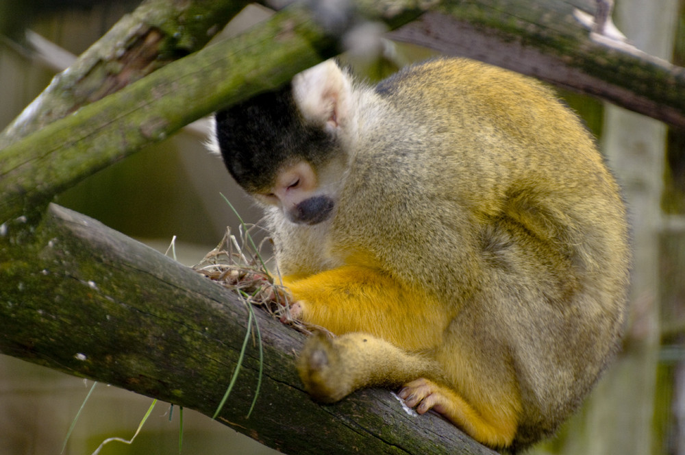 Yellow monkey..........