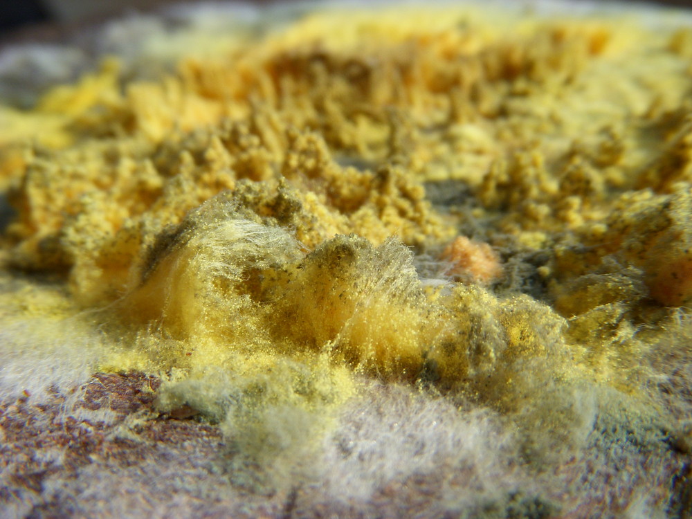 Yellow mould