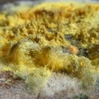 Yellow mould