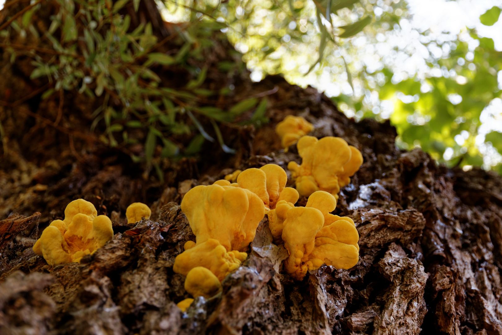 yellow mushrooms...