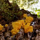 yellow mushrooms...