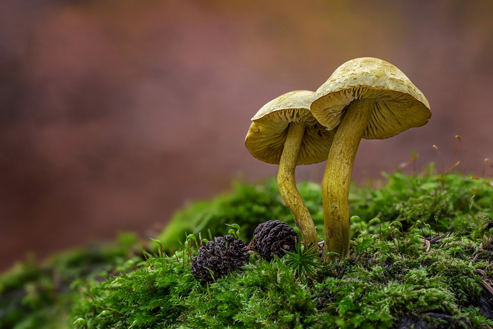 Yellow mushrooms