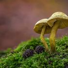 Yellow mushrooms