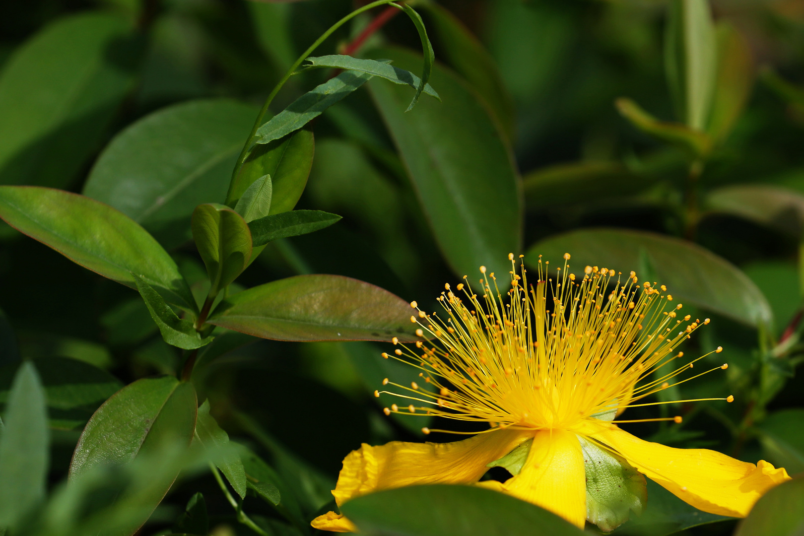 Yellow Myrtle Bloom - Ambient Light