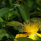 Yellow Myrtle Bloom - Ambient Light