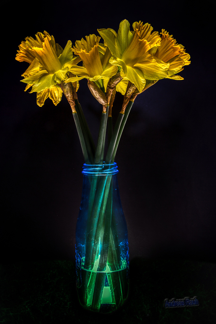 Yellow narcissi bloom 2023
