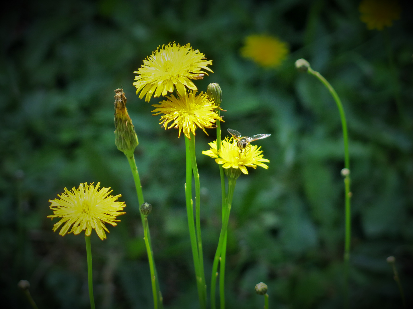 yellow natural