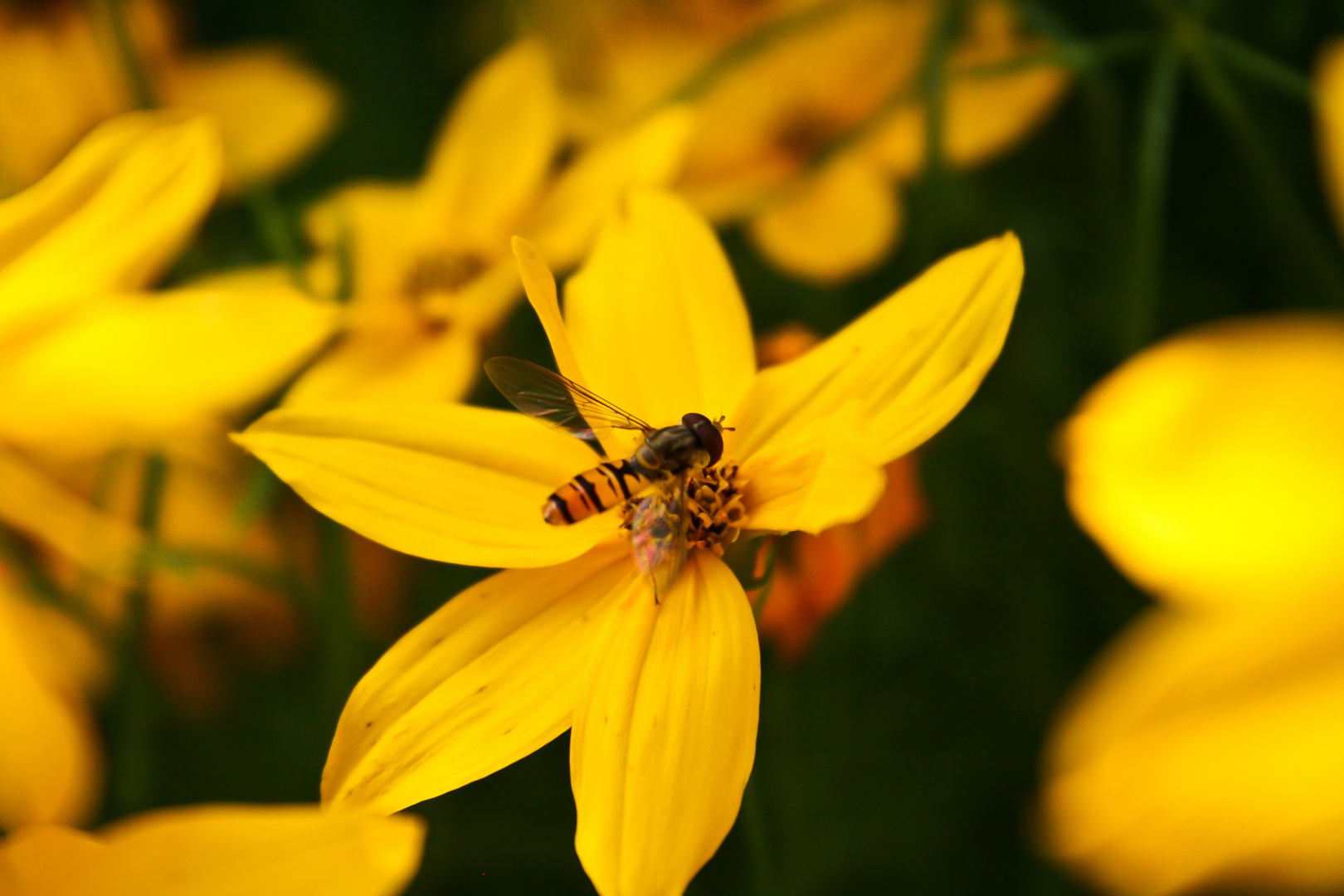 Yellow Nature