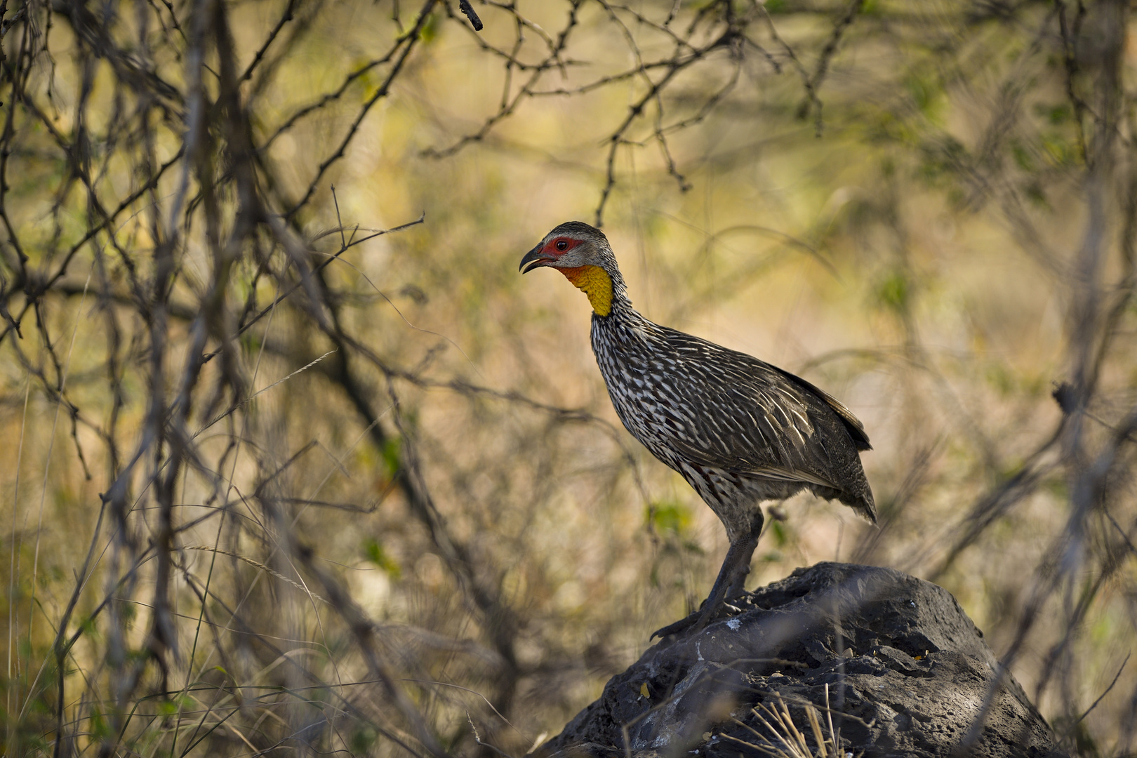 yellow-necked Spurfowl