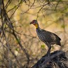 yellow-necked Spurfowl