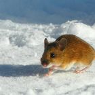 Yellow-necked Wood Mouse