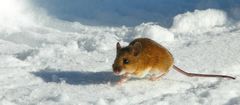 Yellow-necked Wood Mouse
