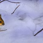 Yellow-necked Wood Mouse