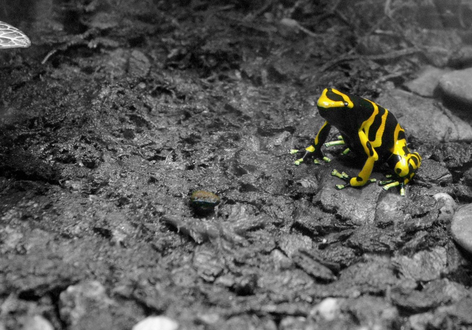 Yellow Neon Frog