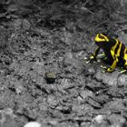Yellow Neon Frog