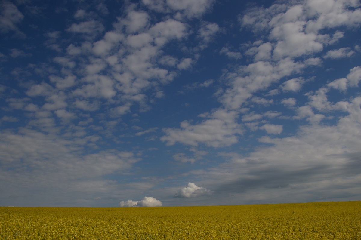 Yellow Ocean