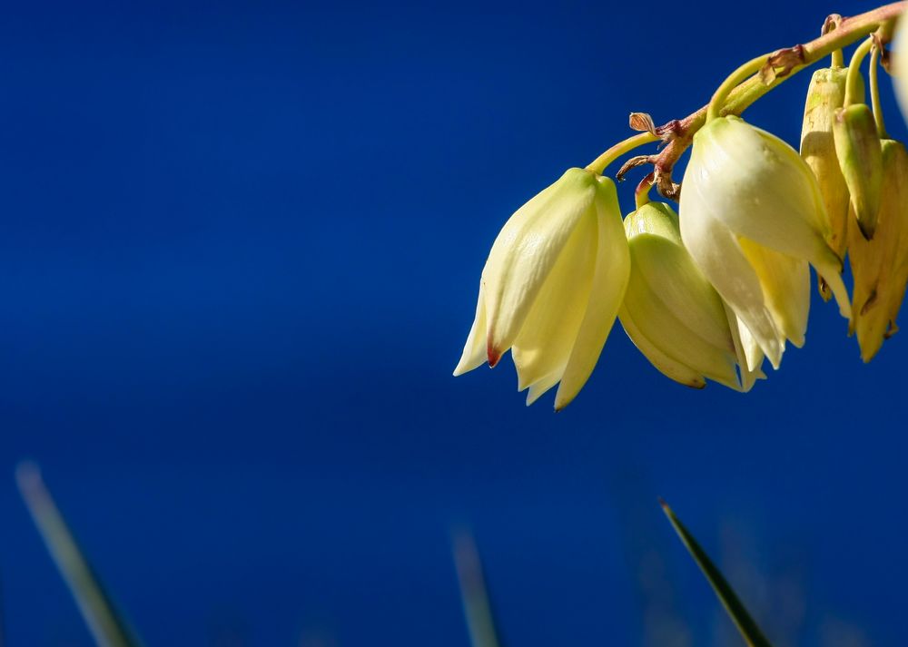 yellow on blue