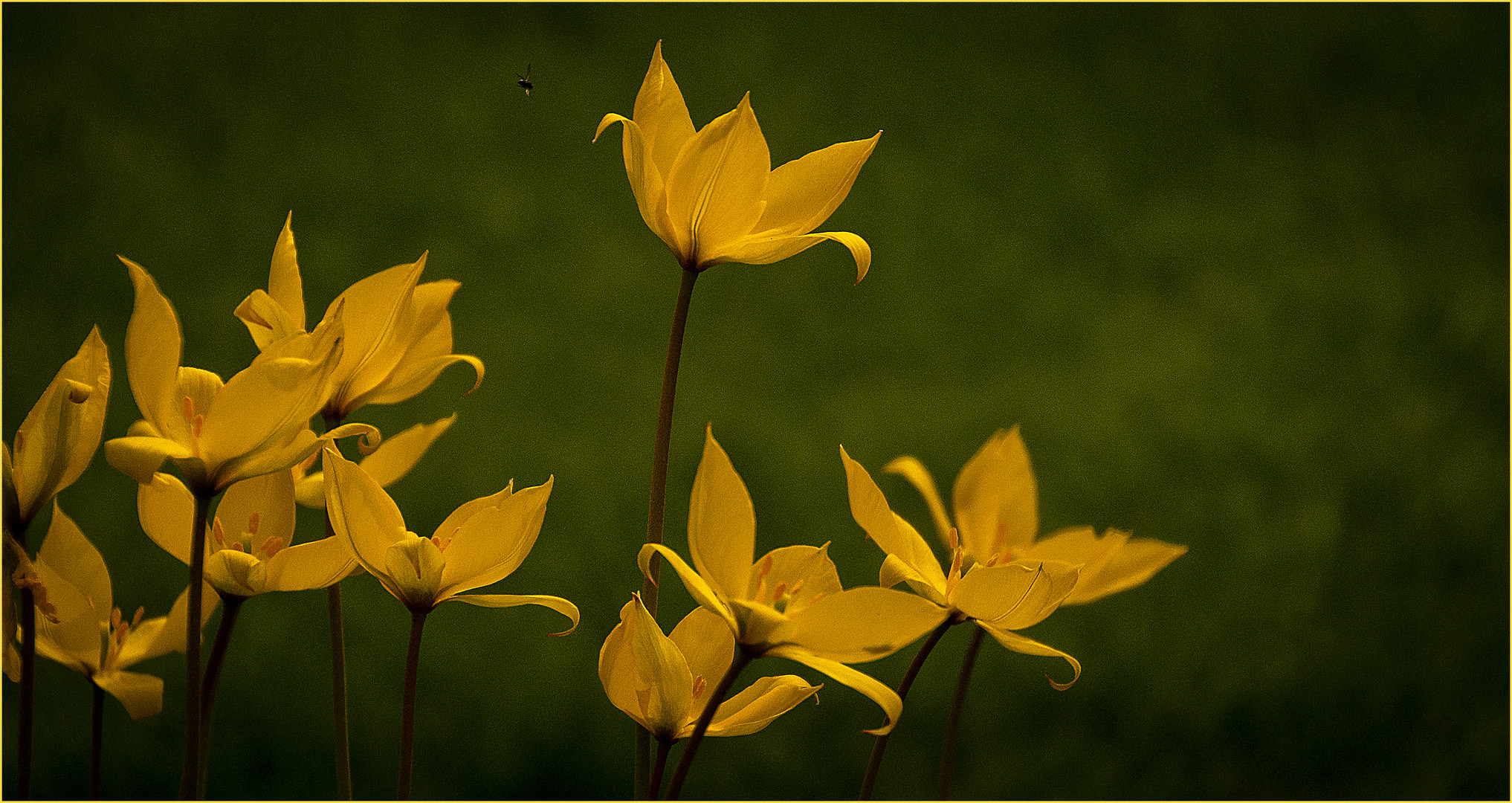 Yellow on green