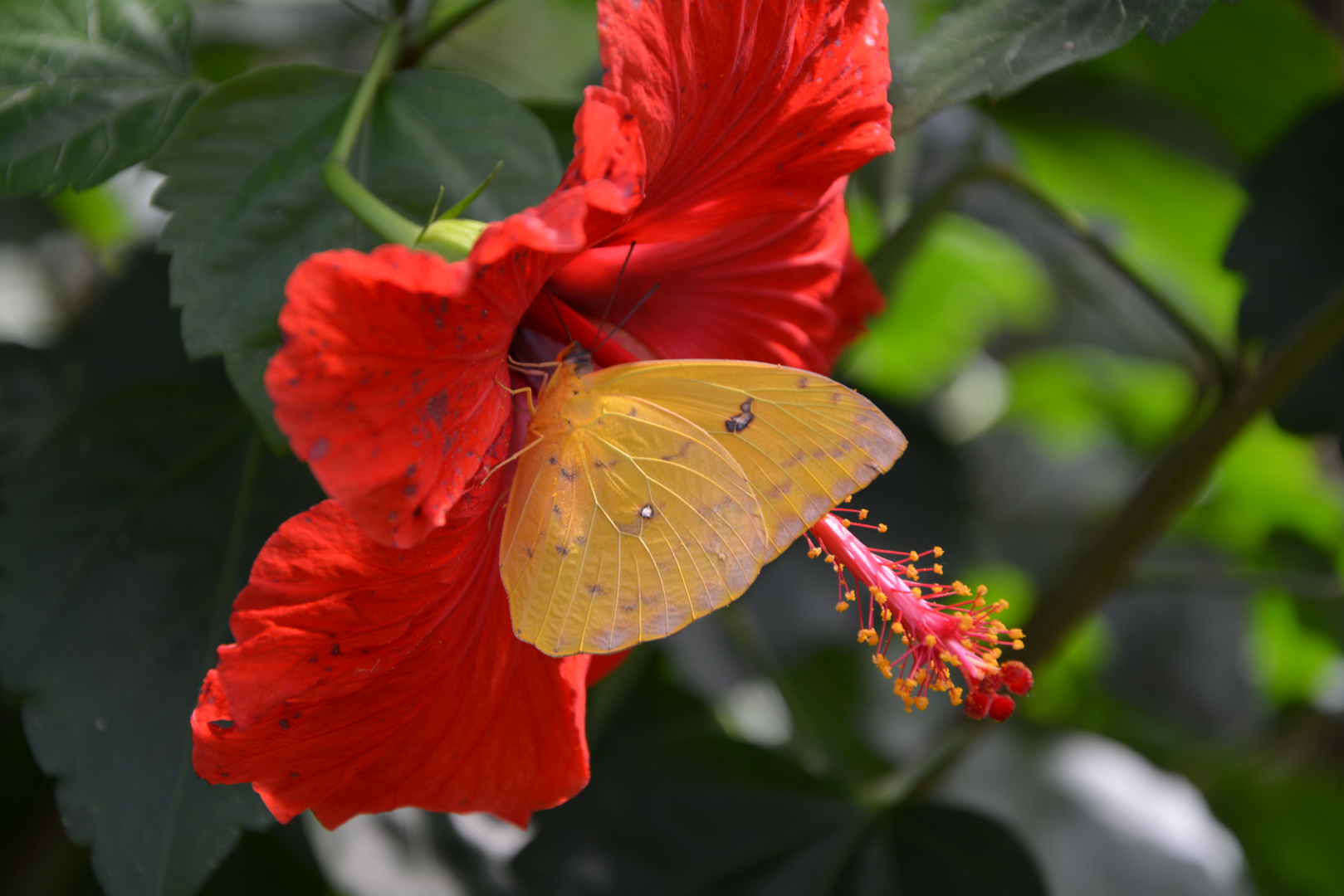 Yellow on Red