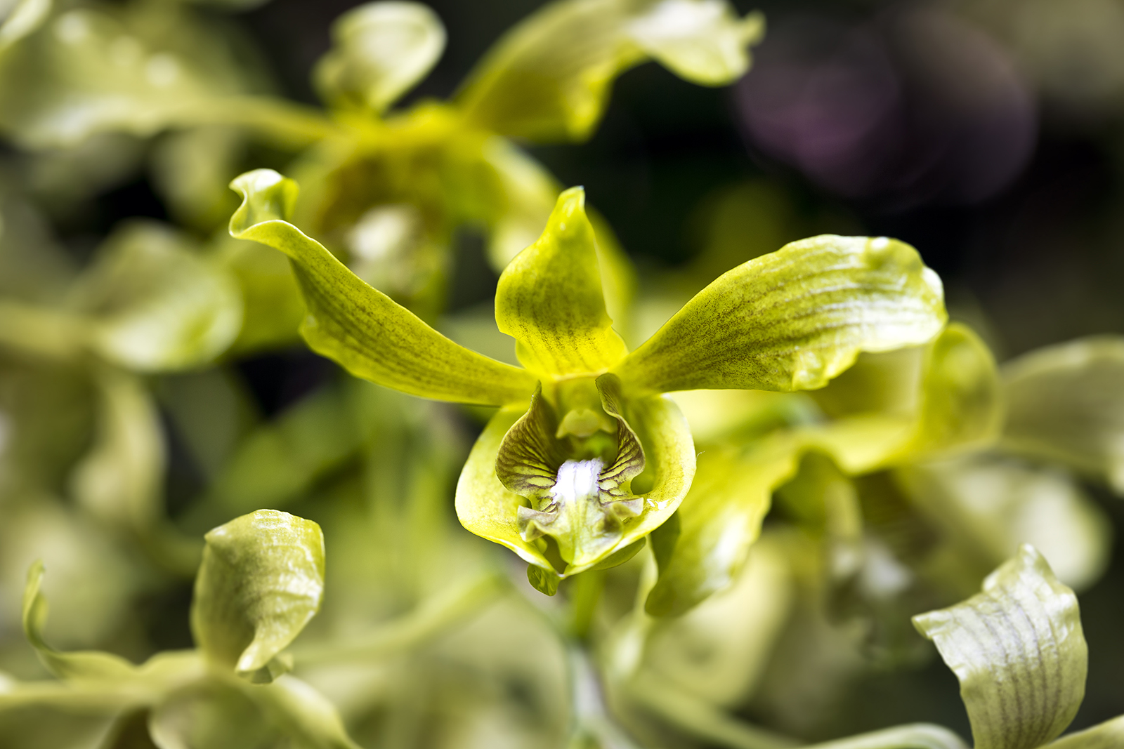 Yellow orchid