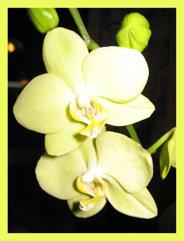 yellow orchid