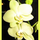 yellow orchid